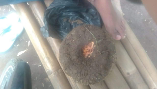 Porang Segar