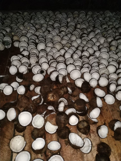 jual kelapa bulat & kopra