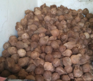 Jual kelapa tua kualitas bagus hasil santannya