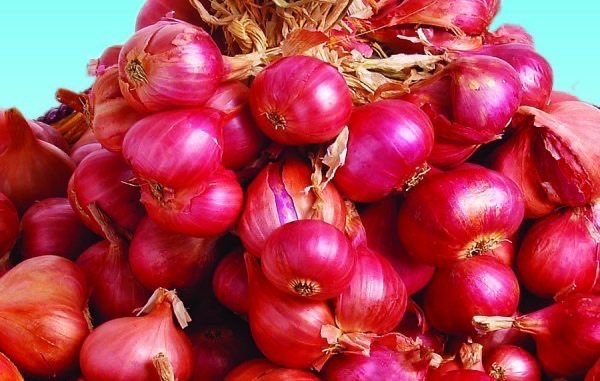 bawang merah super bima