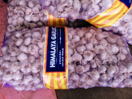 bawang putih kualitas super