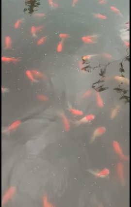 jual indukan ikan maskoki