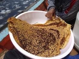 Dijual Madu Liar Hutan Sumatera