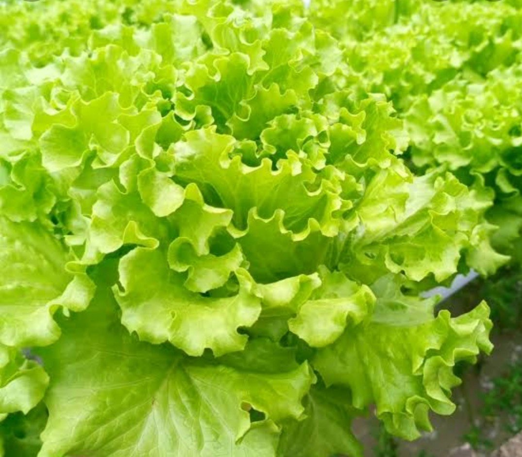 Selada Sayur Hydroponik