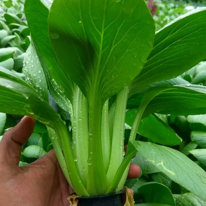 Pakcoy Hidrponik Fresh