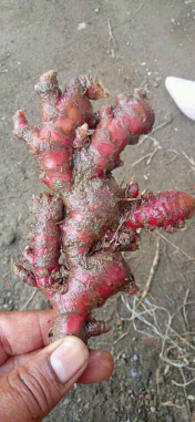 jahe merah