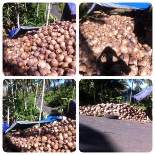 Jual kelapa