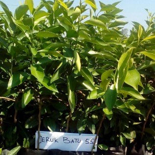Bibit Jeruk Keprok Batu 55 Uk 50cm Berbuah di Tabulampot
