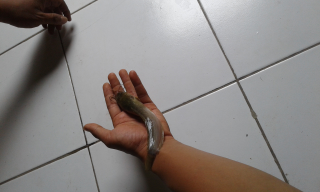 bibit ikan lele