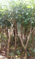 ]jual pohon dadap merah