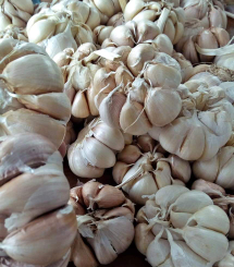 jual bawang putih