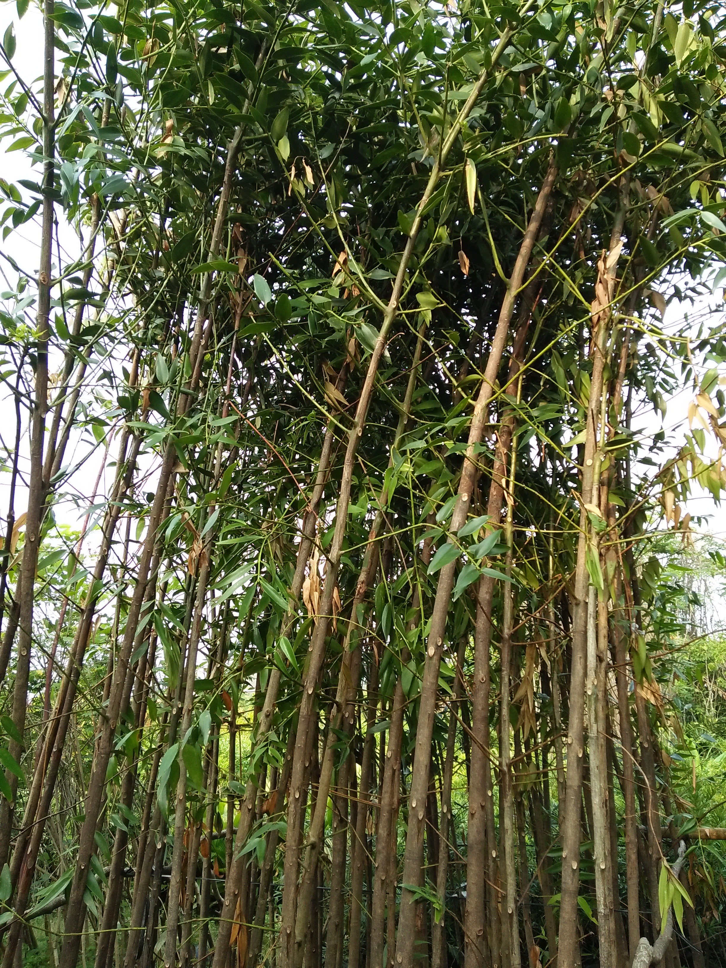 jual pohin damar