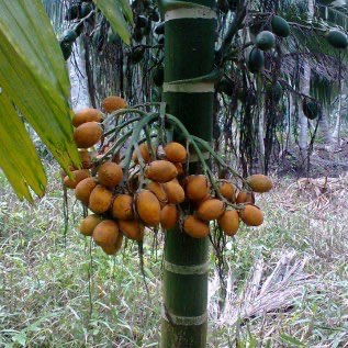 Jual Bibit Pinang Betara Unggul