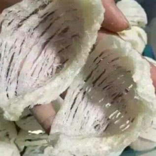 Sarang burung walet