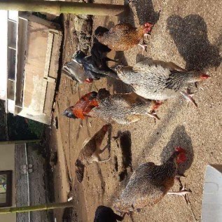 AYAM KAMPUNG