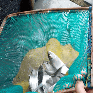 ikan bandeng air asin