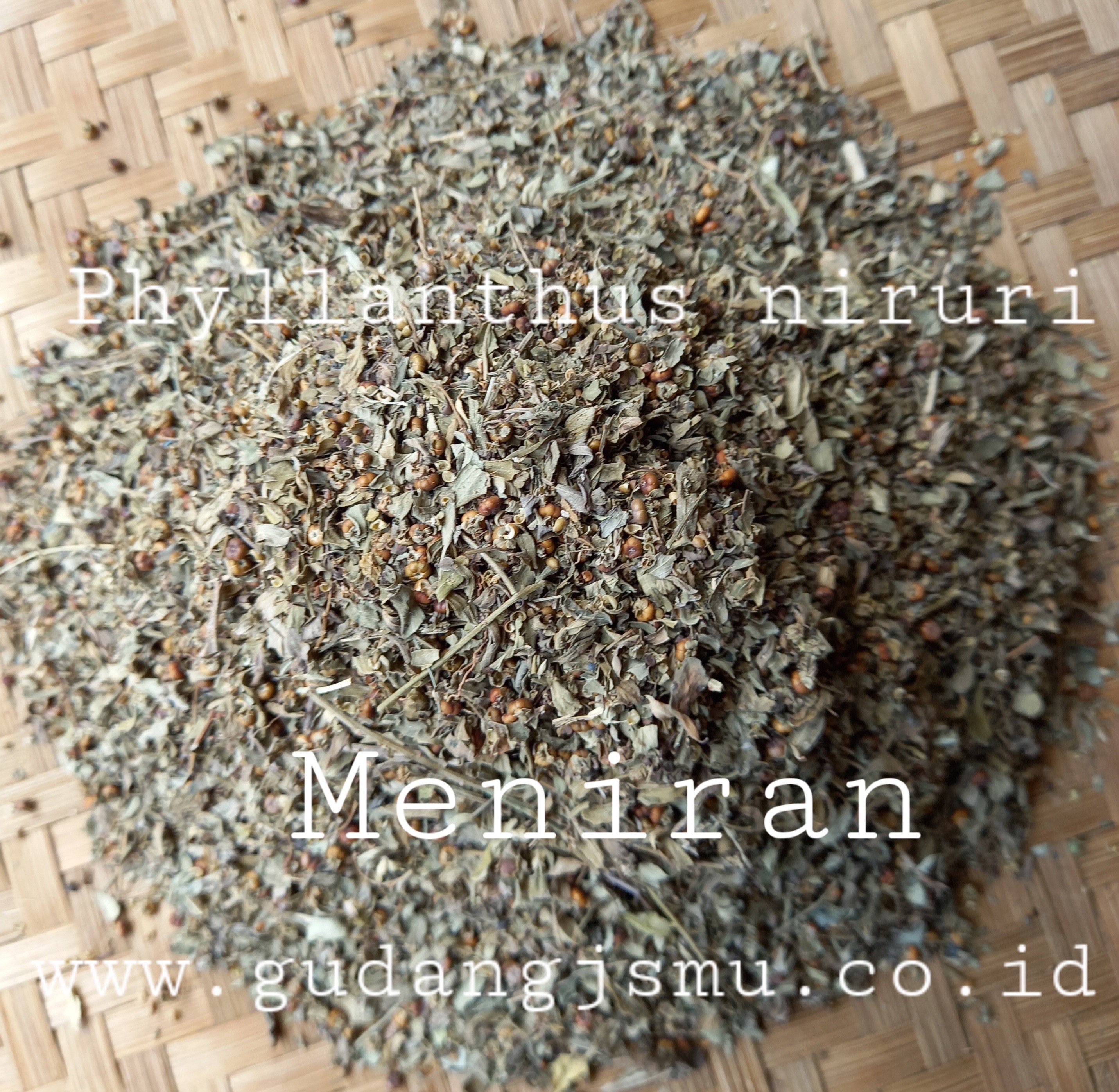 MENIRAN PHYLLANTI NIRURI