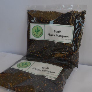Biji/Benih Akasia Mangium super berkualitas 