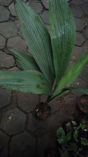 bibit marasi
