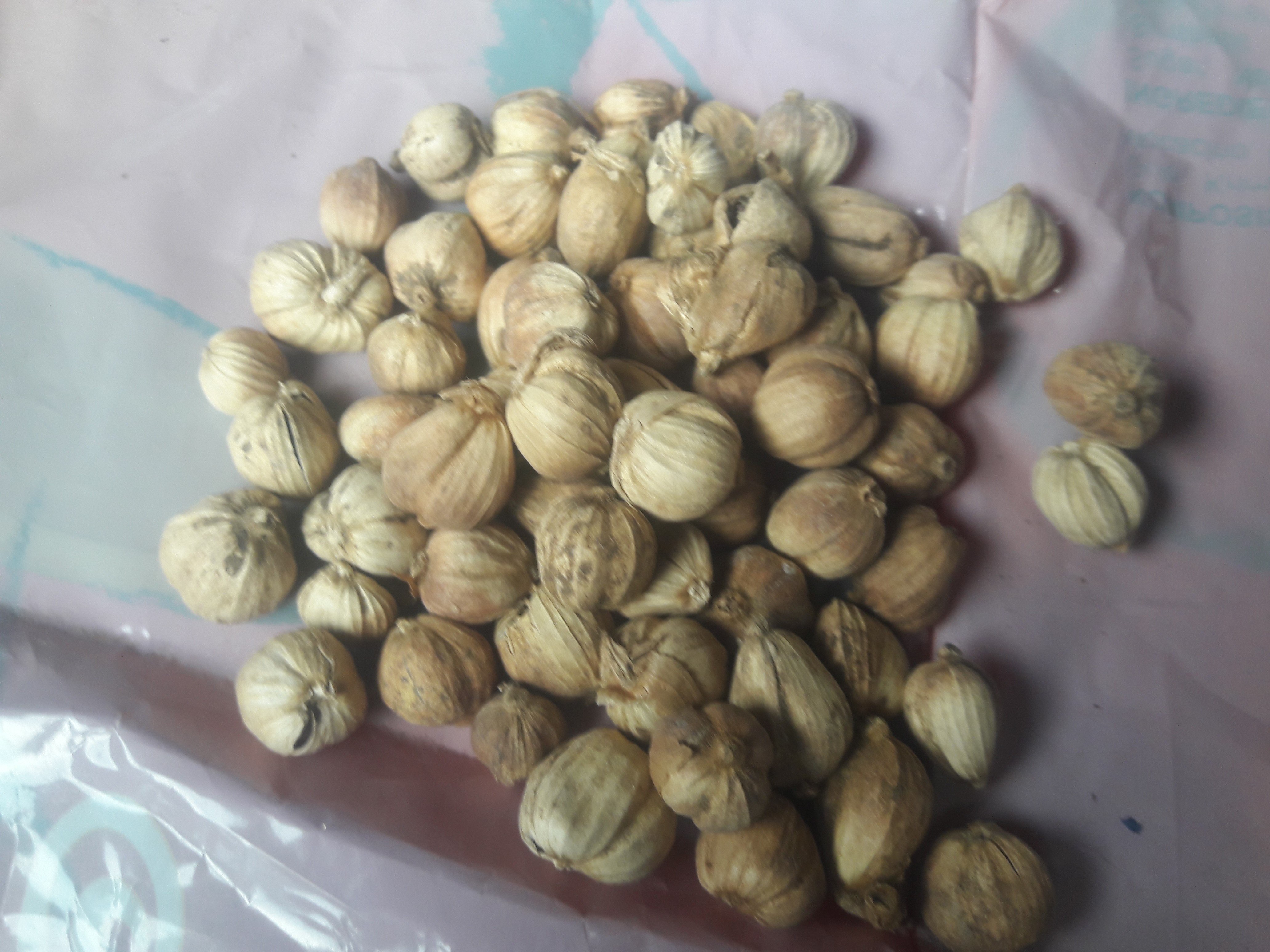 CARDAMOM KAPULAGA KAPOL