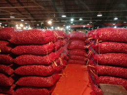 Bawang Merah PROBOLINGGO