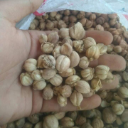 kapulaga super kwalitas eksport 15 ton