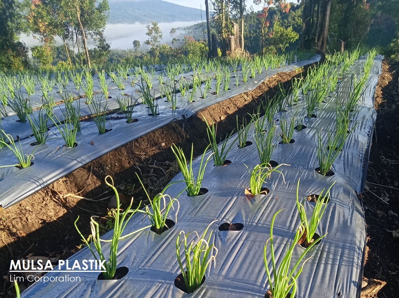 Plastik Mulsa Hitam Perak Kuat, Awet Dipakai ± 2 Tahun