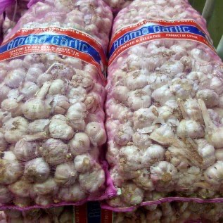 Bawang Putih SC