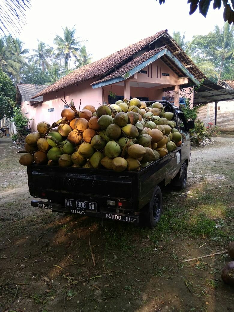 kelapa muda dr kebumen(biasa dan wulung/cupat merah/kelapa obat)