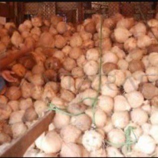Jual Kelapa tua sesuai dengan spesifikasi yg anda butuhkan. Harga pasar