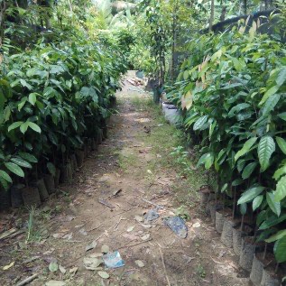 Bibit Kepel