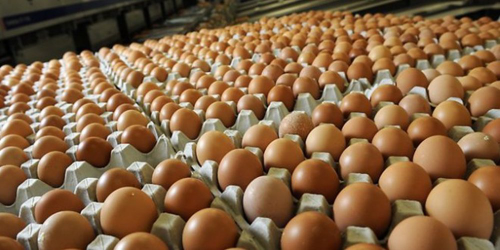 Telur Ayam Lokal Harga Terbaik