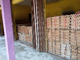 telir ayam negri