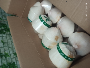 kelapa muda kupas ala thailand
