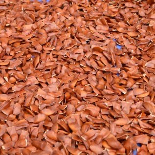 JUAL Biji Mahoni Kering di Jawa Tengah