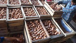 grosir telur ayam ras