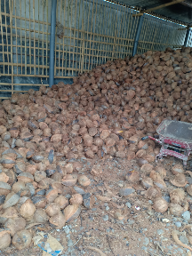 kelapa