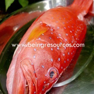 Jual Ikan Kerapu Merah / Tongseng / Tungsing / Sunu Merah Aceh Fresh.