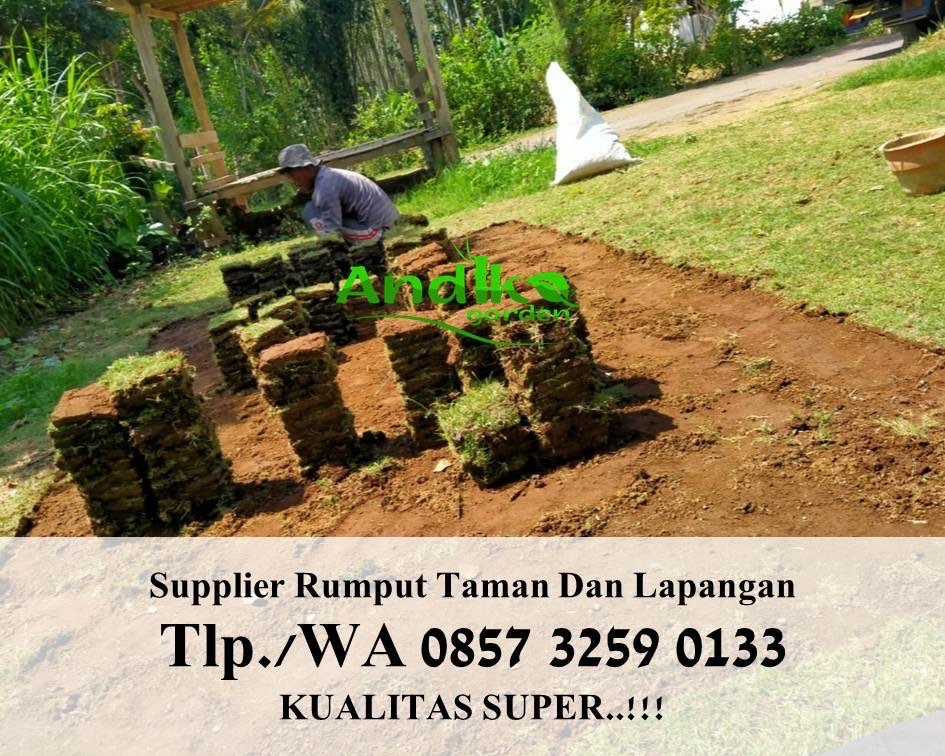 Jual Rumput Jepang Surabaya, WA  0133, ANDIKA GARDEN
