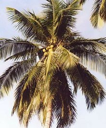 Jual kelapa tua dari pegunungan pantai selatan yang berkualitas