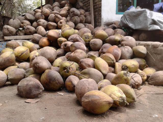 Juall kelapa ABC