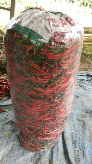 jual beli cabe rawit segar