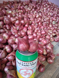 Bawang Merah/ Brambang