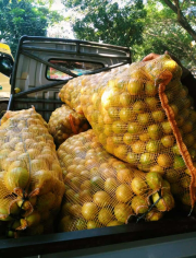 Buah Jeruk Lemon
