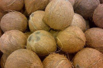 Jual Kelapa Utuh