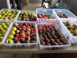 Buah tin segar