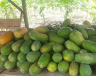 PEPAYA CALIFORNIA