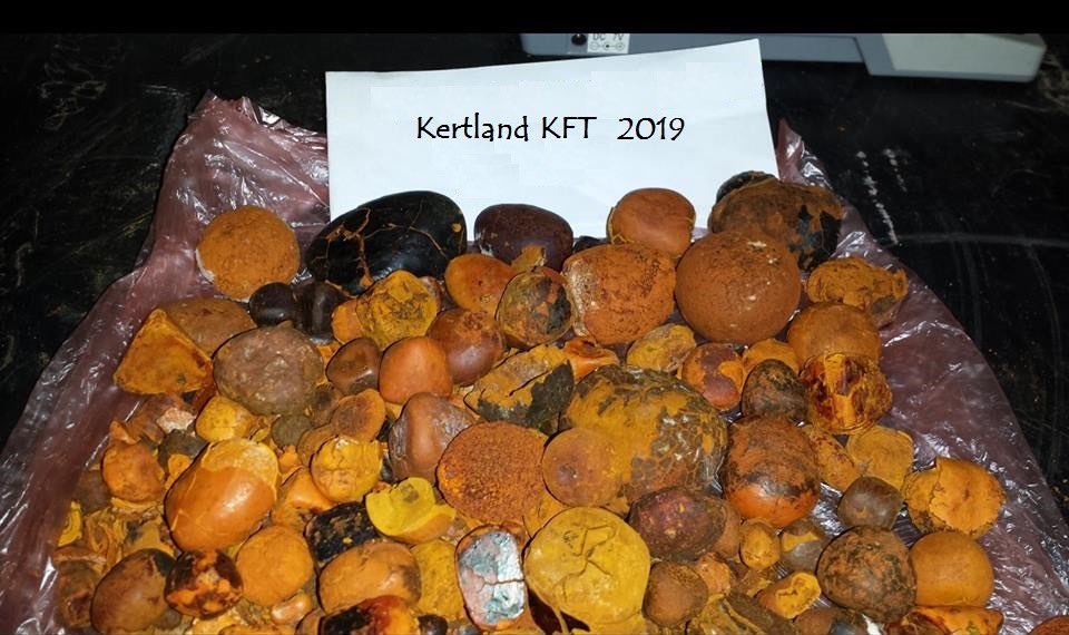 Ox Gallstone Wholesale / Ternak Sapi