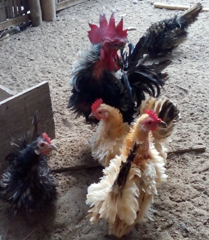 Dijual Ayam Kate Walik Usia dari Anakan sampai Indukan