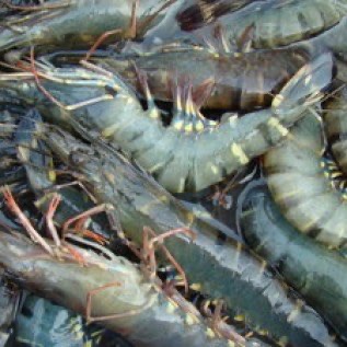 Jual Udang Windu & Udang Peci